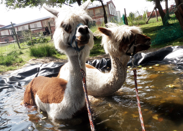 tl_files/Therapie auf vier Beinen/01_images/03_die_tiere/03_die_tiere_ueber_alpakas_01.jpg